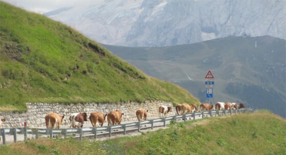 mucche in fila al passo sella